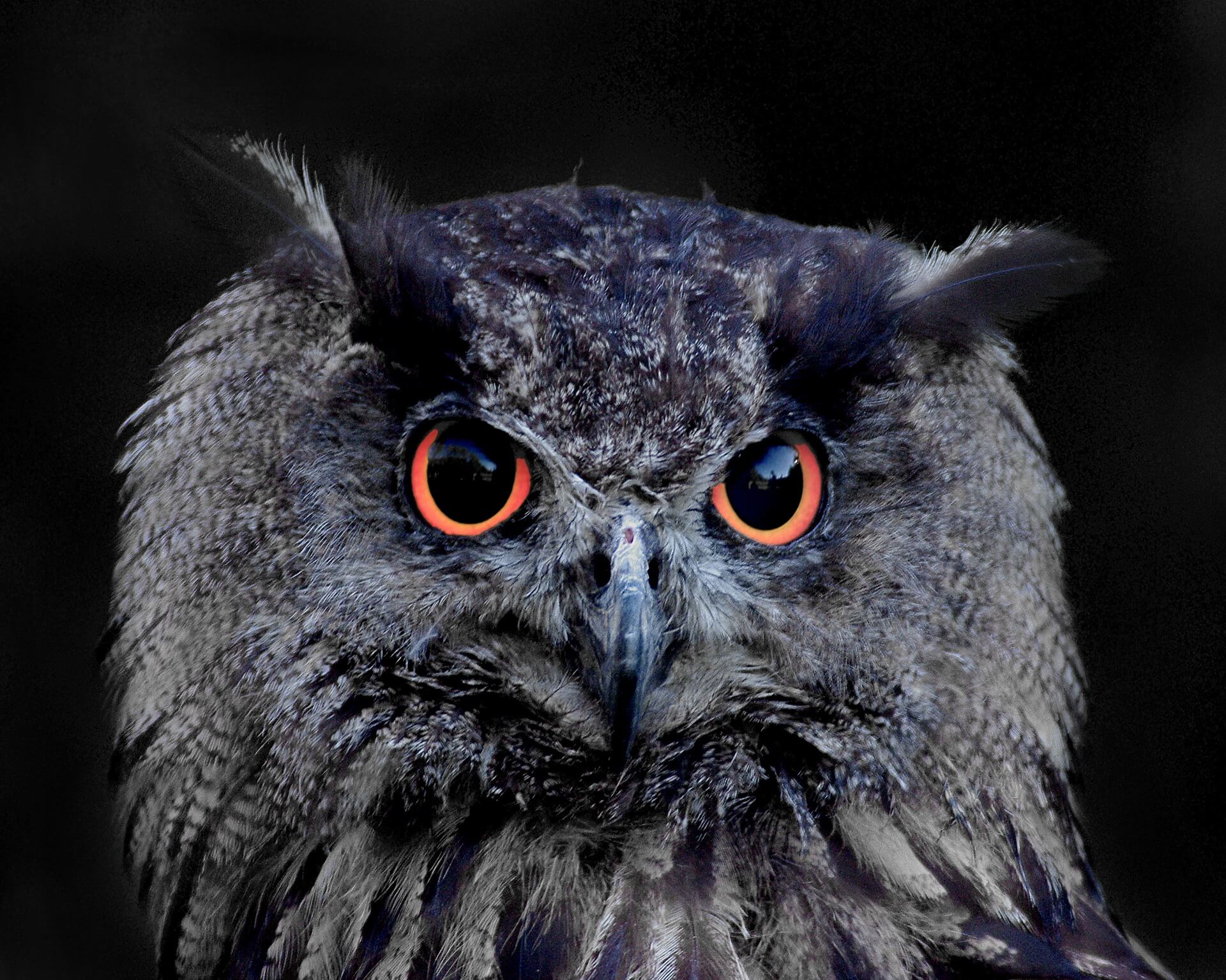wisdom - wise owl